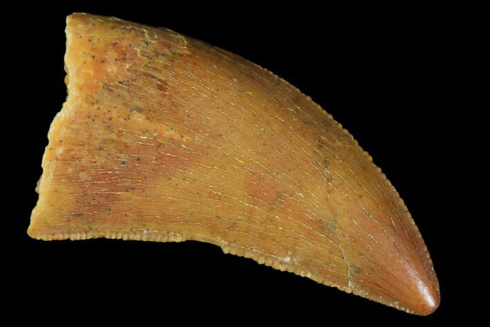 Serrated, Raptor Tooth - Real Dinosaur Tooth #102701